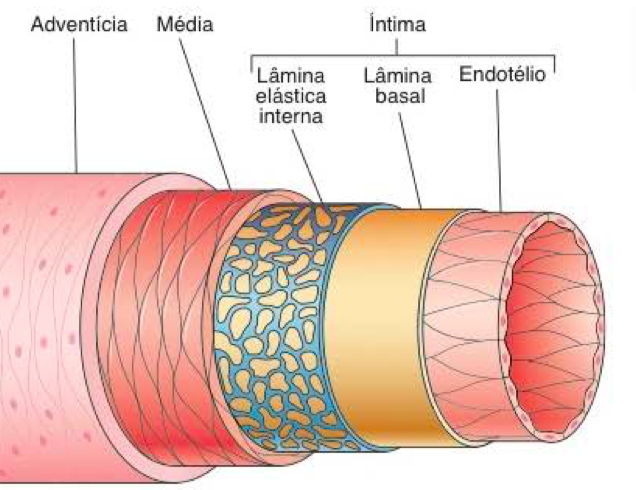Sistema cardiovascular